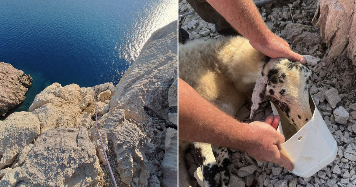FOTO Vatrogasci spasili ovcu zaglavljenu na litici između Vrbnika i Baške