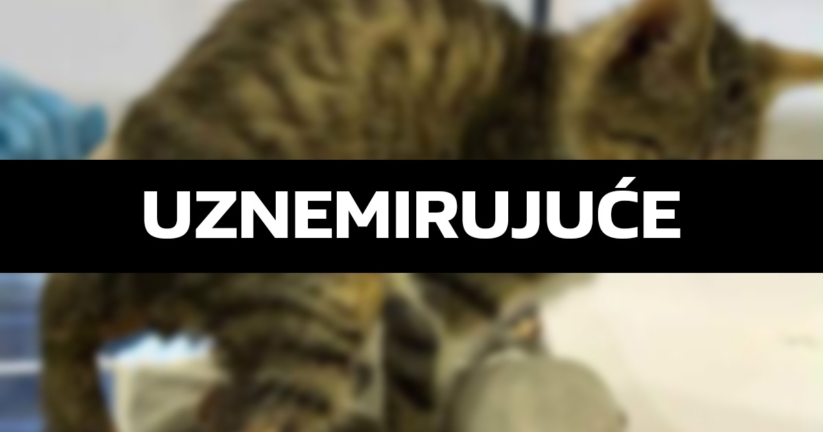 Udruga: Na školskom igralištu u Zagrebu cipelarili mačića, iščupali mu rep