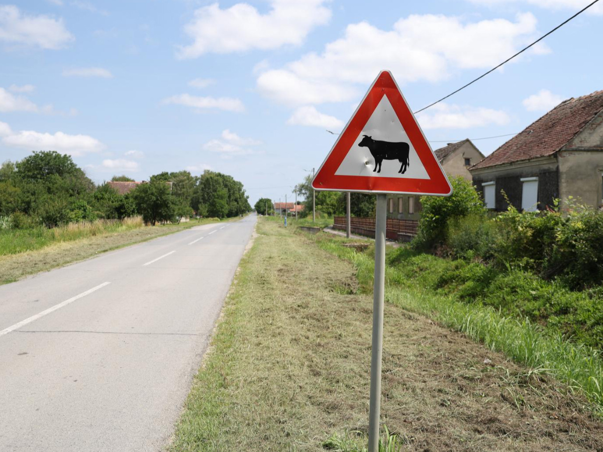Afrička svinjska kuga ponovo potvrđena na području