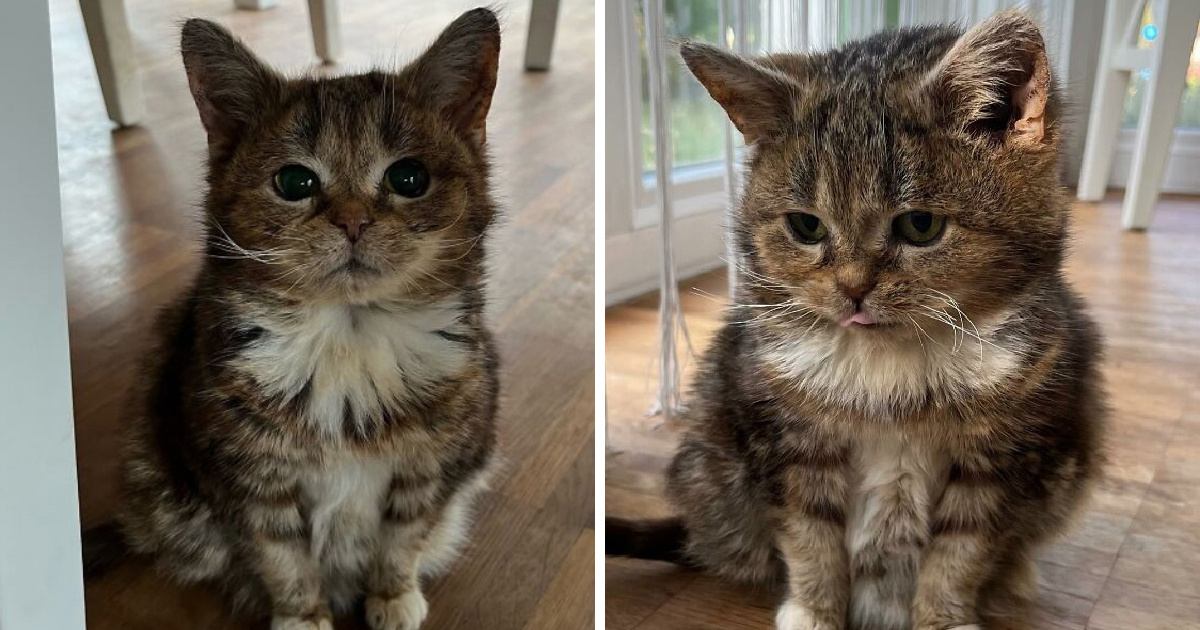 Veterinari su mu predviđali kratak život, no mačak Francis doživio je 14 godina
