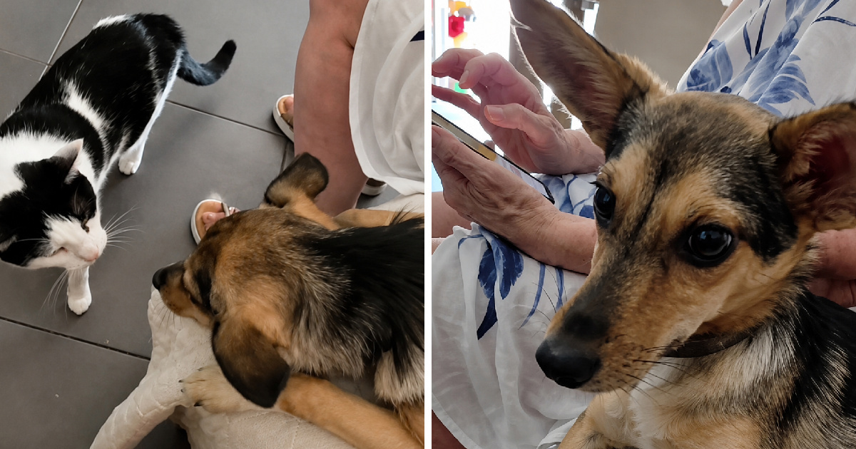 Voditeljica Udruge Vis Vitalis: Lou je u mom domu, okružena mačkama koje ne doživljava