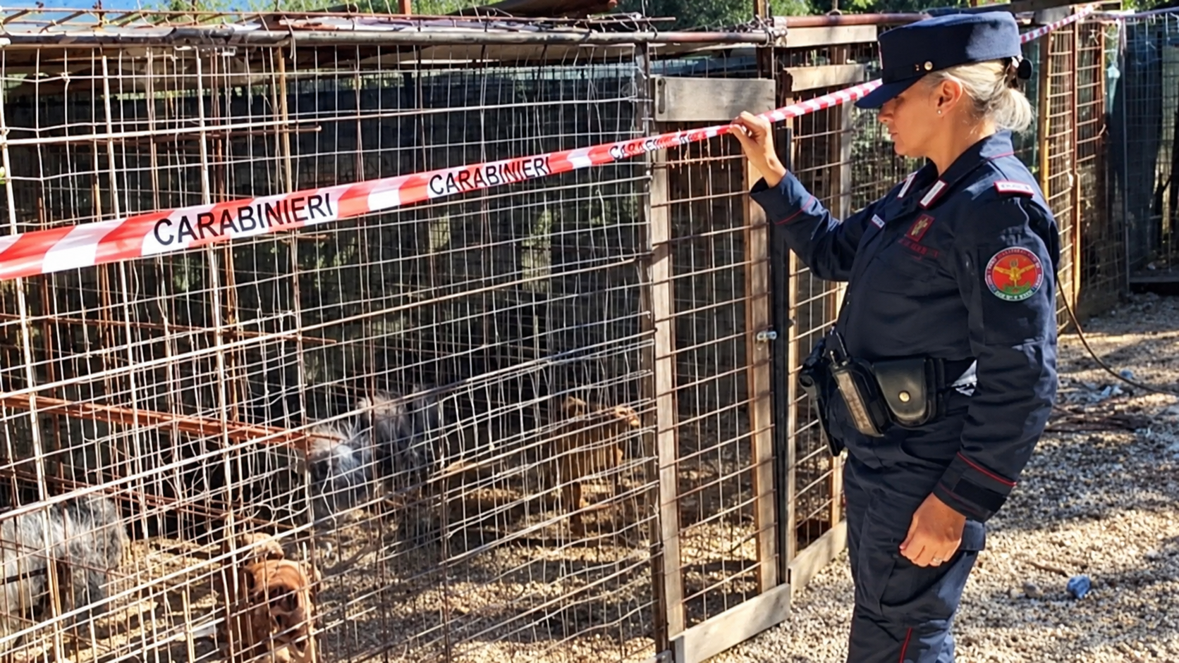 U Italiji razbijen lanac ilegalnih borbi pasa, uvoze ih Srbije