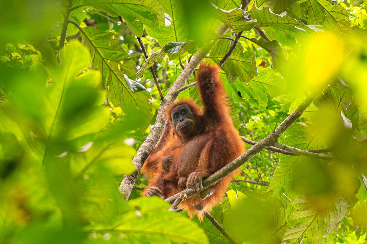Orangutanima u Indoneziji prijeti izumiranje. Smrtonosne pop
