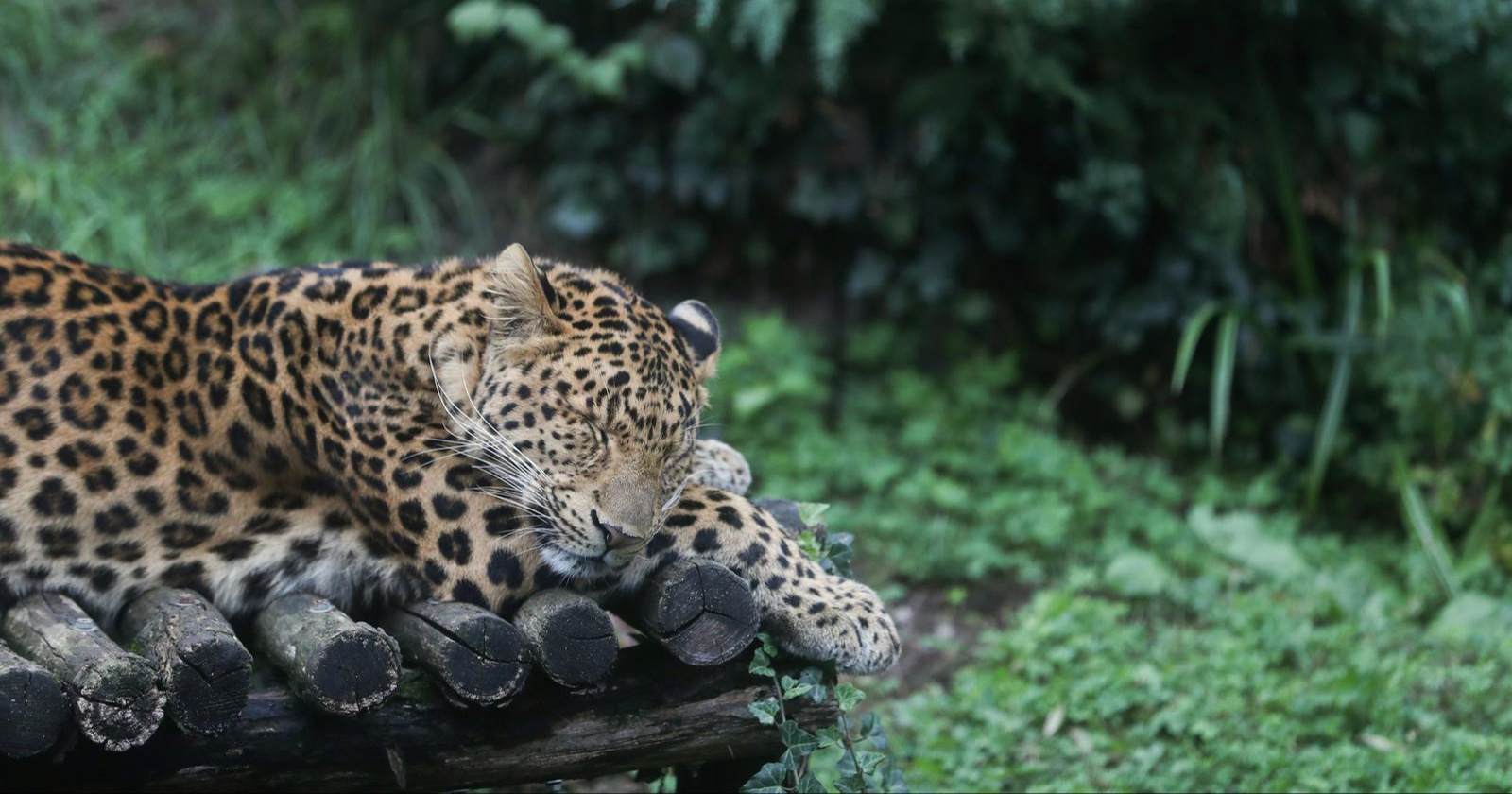 Prijatelji životinja traže kraj razmnožavanja životinja u zagrebačkom ZOO-u