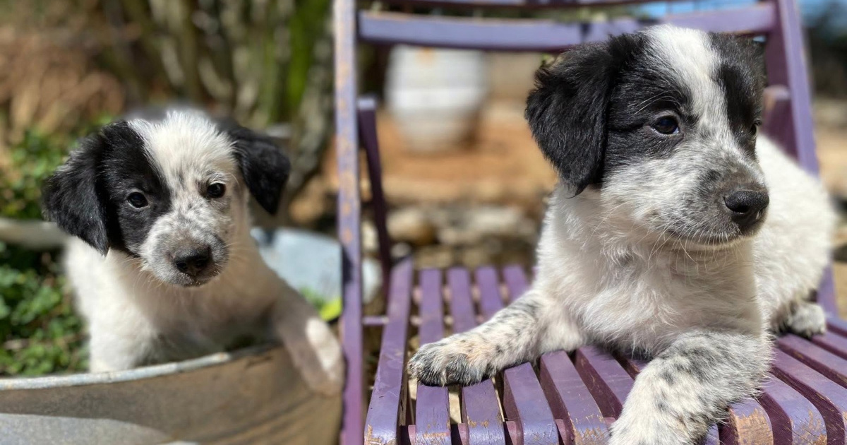 Teo i Leo traže dom: Mješanci tornjaka i border collieja spremni su za nove avanture