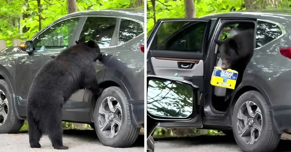 Medvjed provalio u auto i ukrao paket piva ?