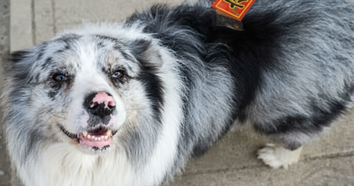 U Kini ukraden Border Collie s 1,5 milijuna pratitelja. 