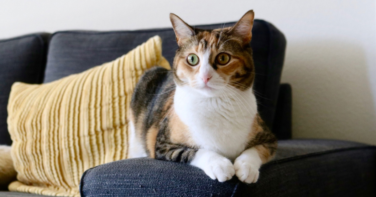 Pet navika kojima nesvjesno živcirate svoju mačku