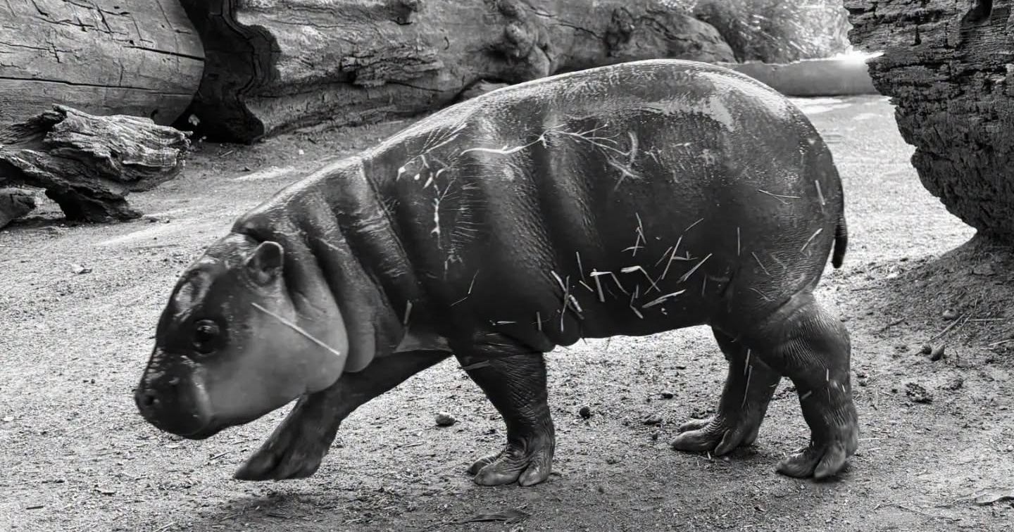 U zagrebačkom ZOO-u uginulo mladunče vodenkonja. Udruga: Utopilo se zbog radova