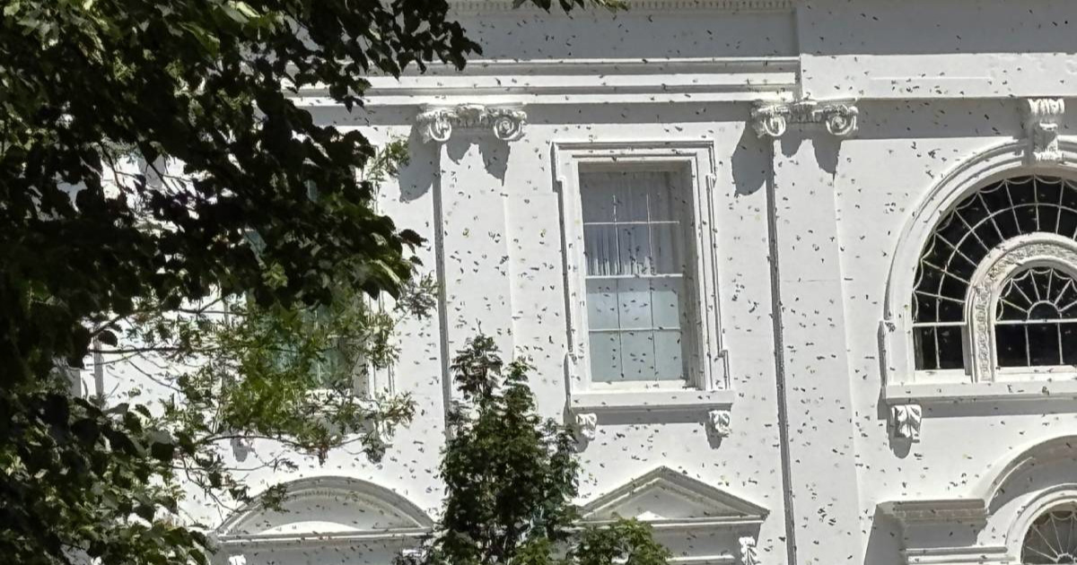 "Nova biblijska pošast": Neobična scena kod Bijele kuće postala je viralna