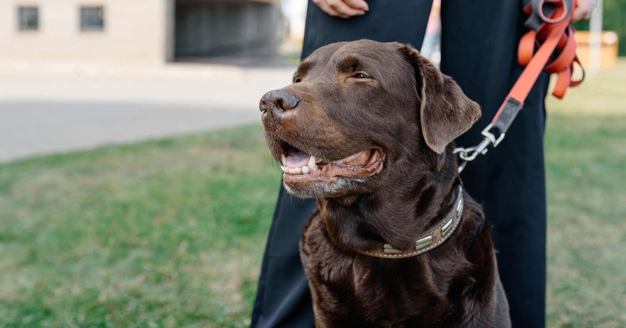 Veterinar otkrio četiri stvari koje morate znati prije nego što nabavite labradora