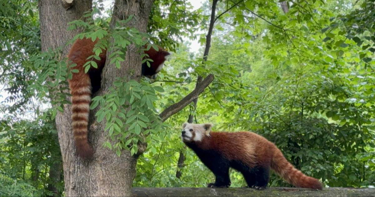 Među crvenim pandama u zagrebačkom ZOO-u rađaju se nove simpatije ?