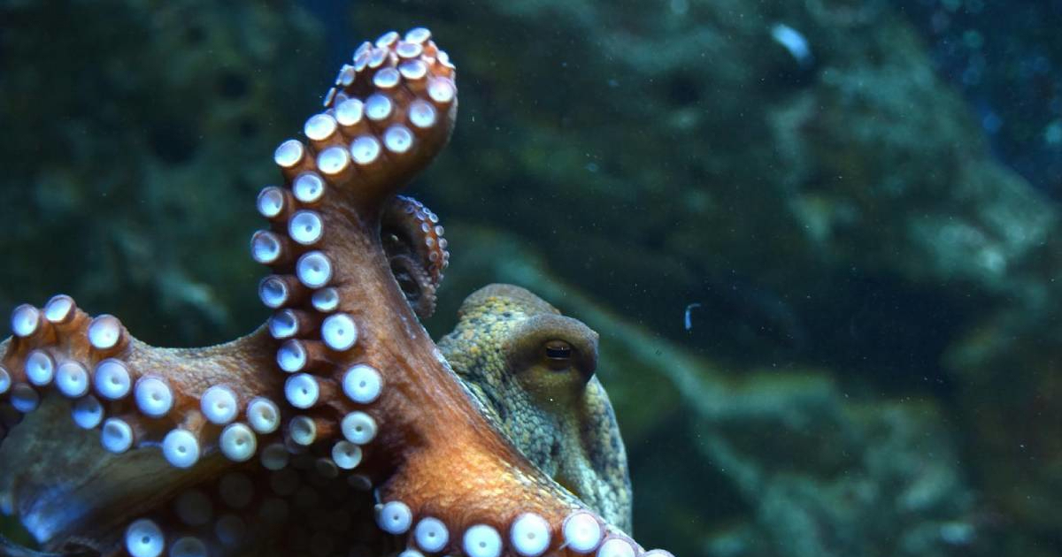 Talijani puštaju 160.000 hobotnica u Jadran. Imaju važan zadatak
