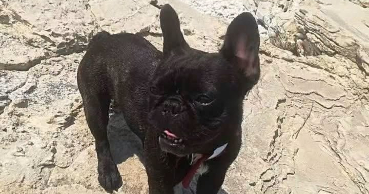 U Istri udario kujicu i obećao je odvesti veterinaru. Vlasnica: Ostavio ju je u vreći