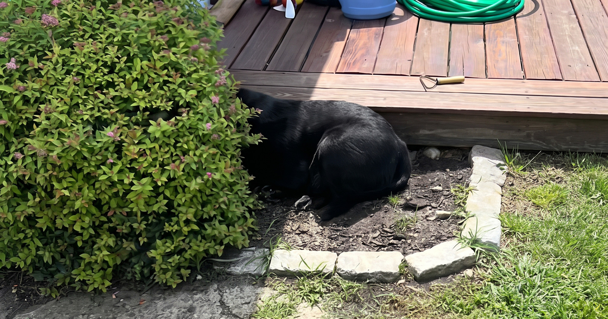 VIDEO "Jeste li ga pronašli?" Labrador misli da je nevidljiv ako gurne glavu u grm