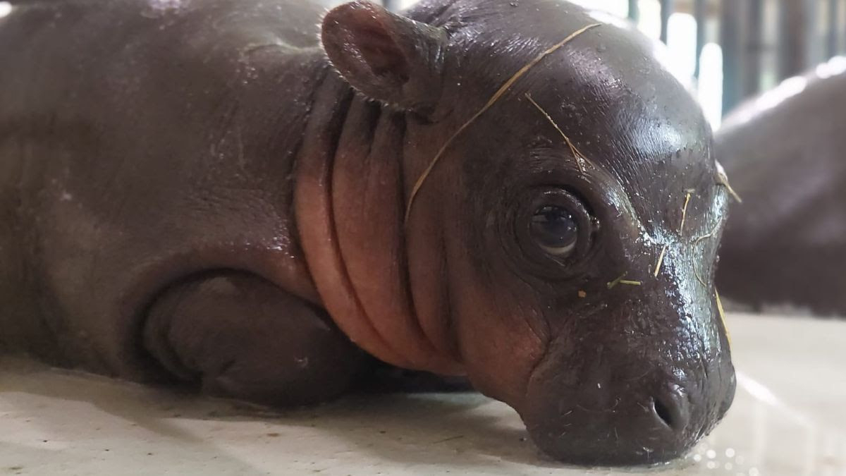 Zagrebački ZOO: Smrt mladunčeta patuljastih vodenkonja nije poveziva s radovima