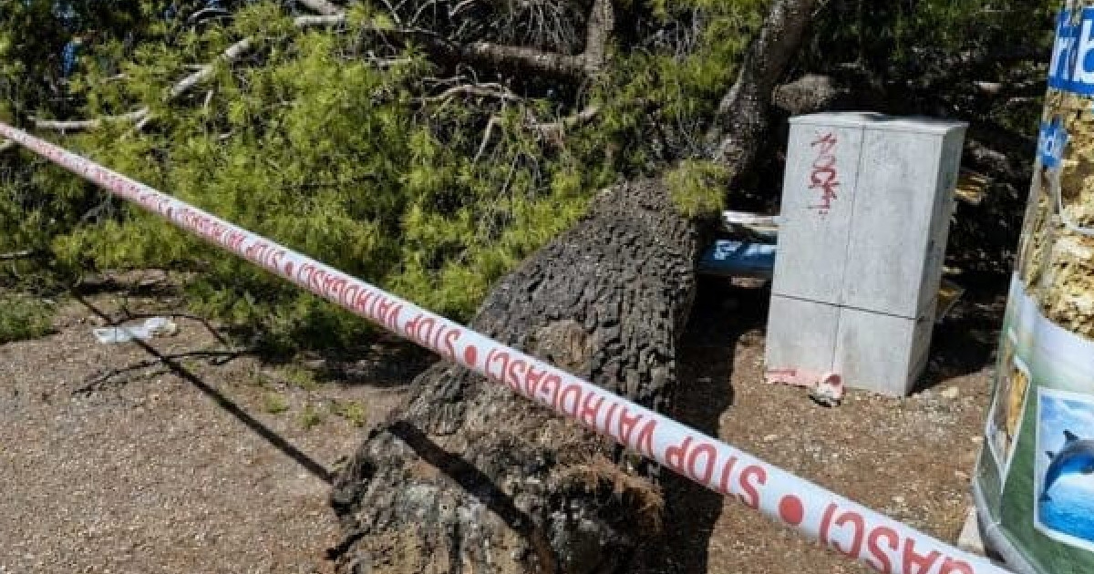 FOTO U Crikvenici bor pao na kupače, ozlijeđeno dvoje odraslih i dvoje djece