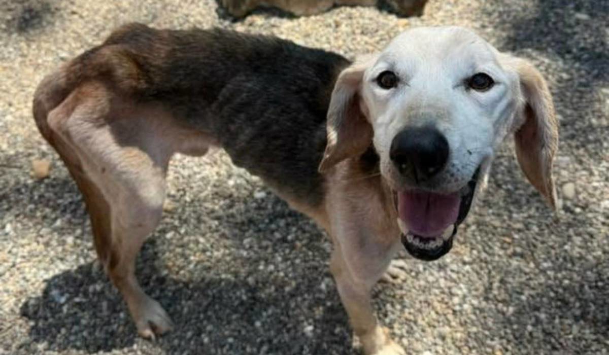 "Barty je kao kostur": Psi spašeni u Dvoru na Uni sad su u a