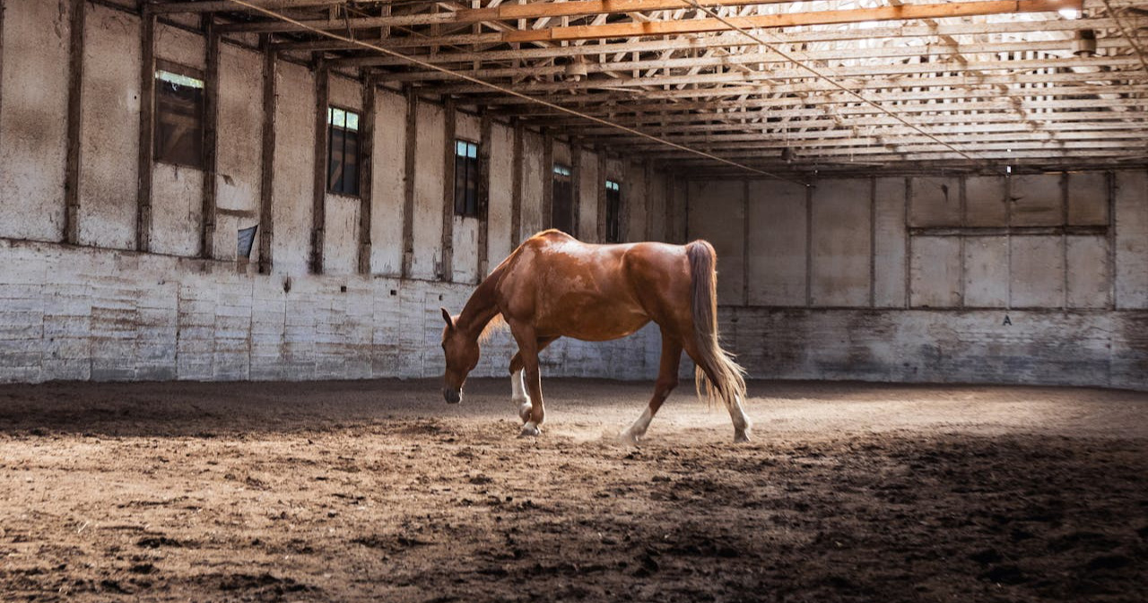 Veterinar obrađivao kopito kobili, ona ga udarila i usmrtila
