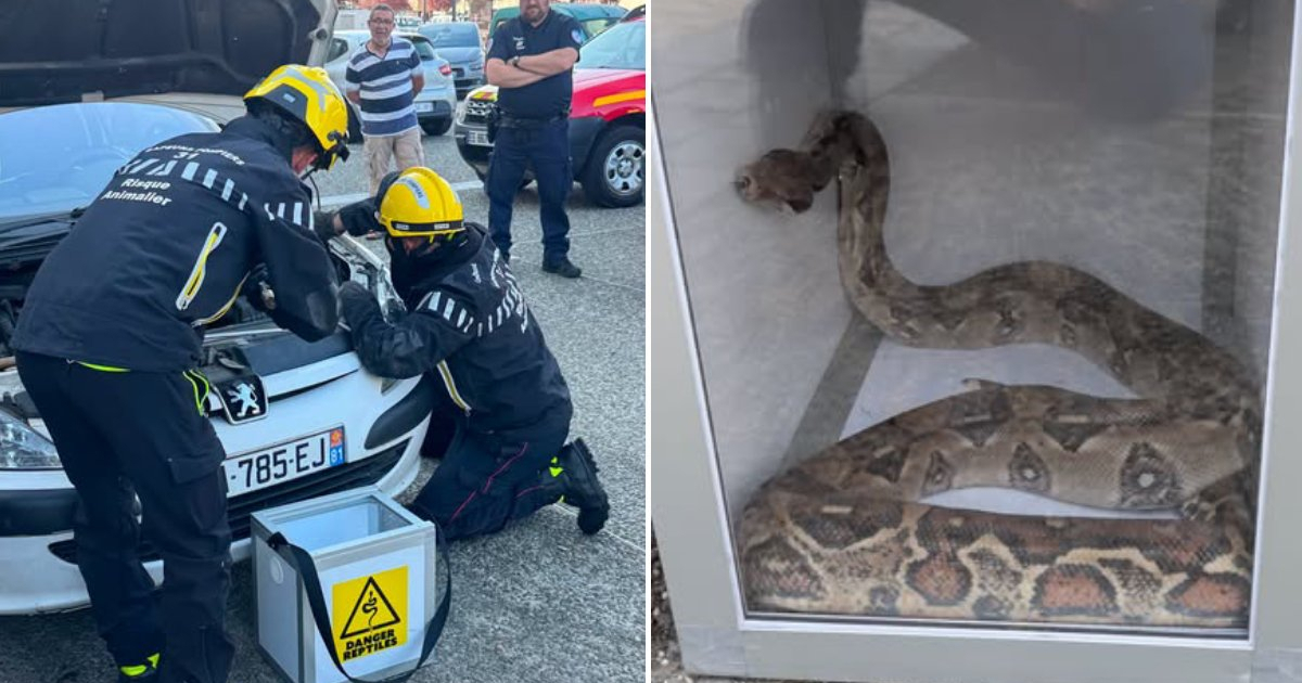 FOTO Vozač u Francuskoj otvorio haubu. Unutra ga čekala boa duga 1.5 metar