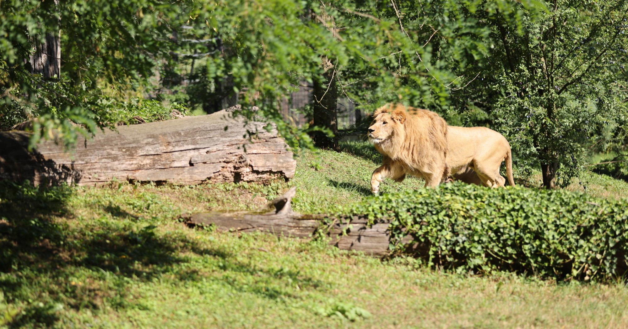 Pitali smo zagrebački ZOO hoće li lav Uganda biti spojen s novom ženkom