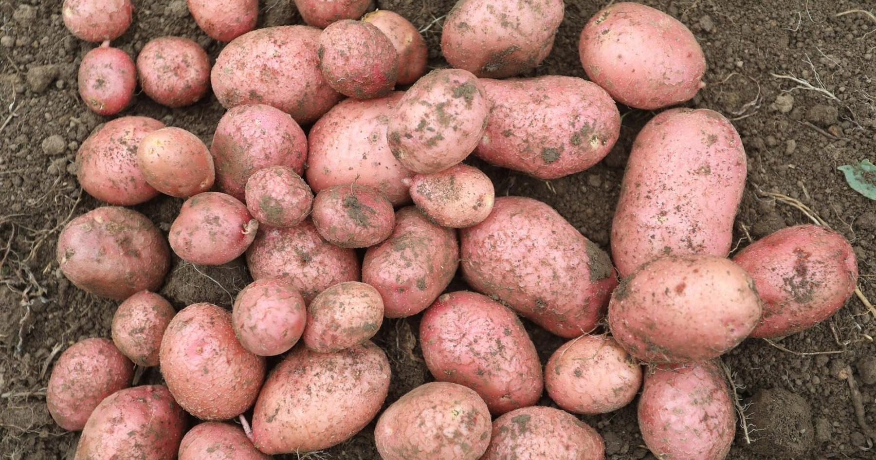 Nevjerojatan urod iz Ravnih kotara: Od kilograma sjemena dobio 35 kila krumpira