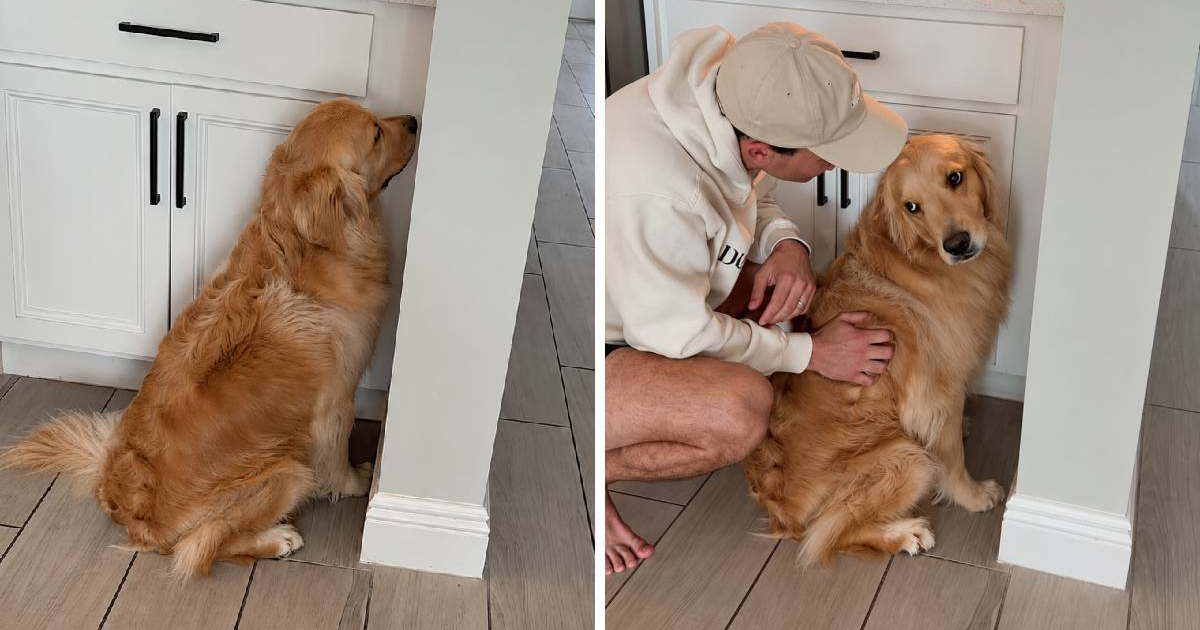 Veterinar rekao retriveru da ima višak kilograma. Čini se da ga je pas razumio 🫣