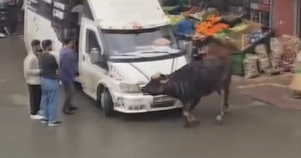 VIDEO Odbjegli bizon napao ljude u Turskoj