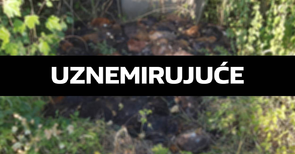 FOTO Netko je kod Sveučilišne bolnice u Zagrebu bacio hrpu mrtvih kokoši