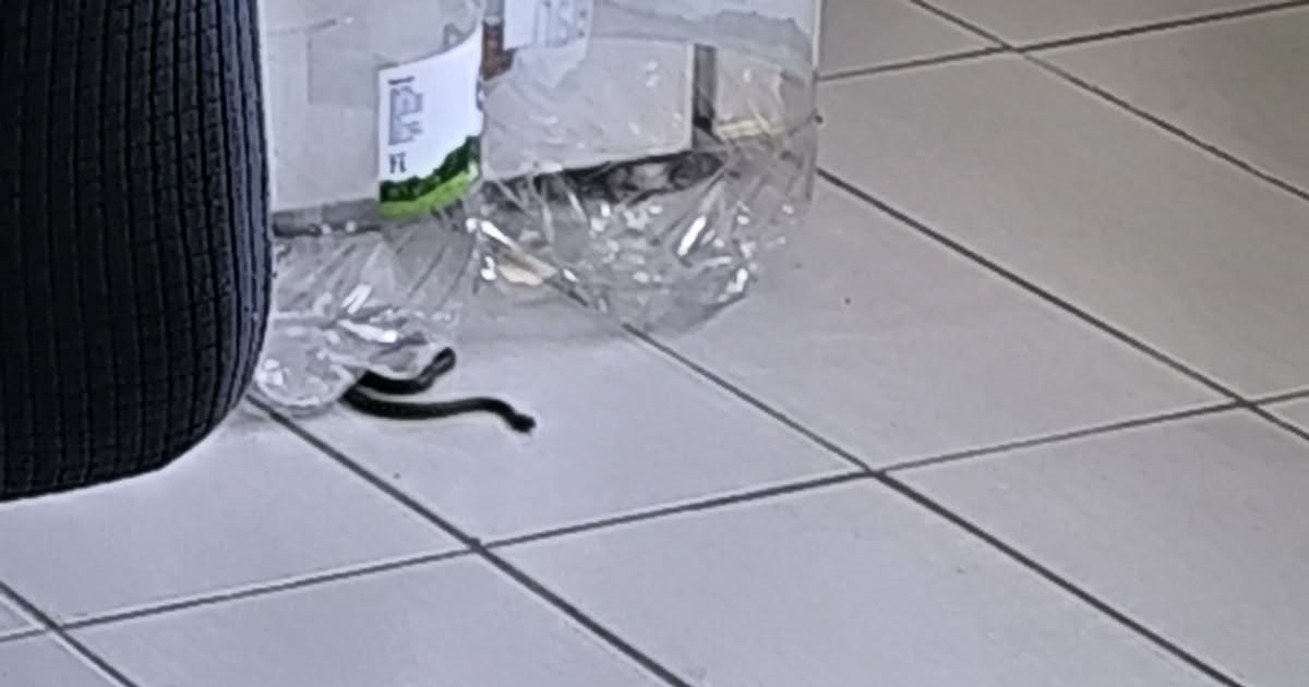 U kuću s djecom ušao poskok. Majka: Vatrogasci su mi rekli da ne rade sa zmijama