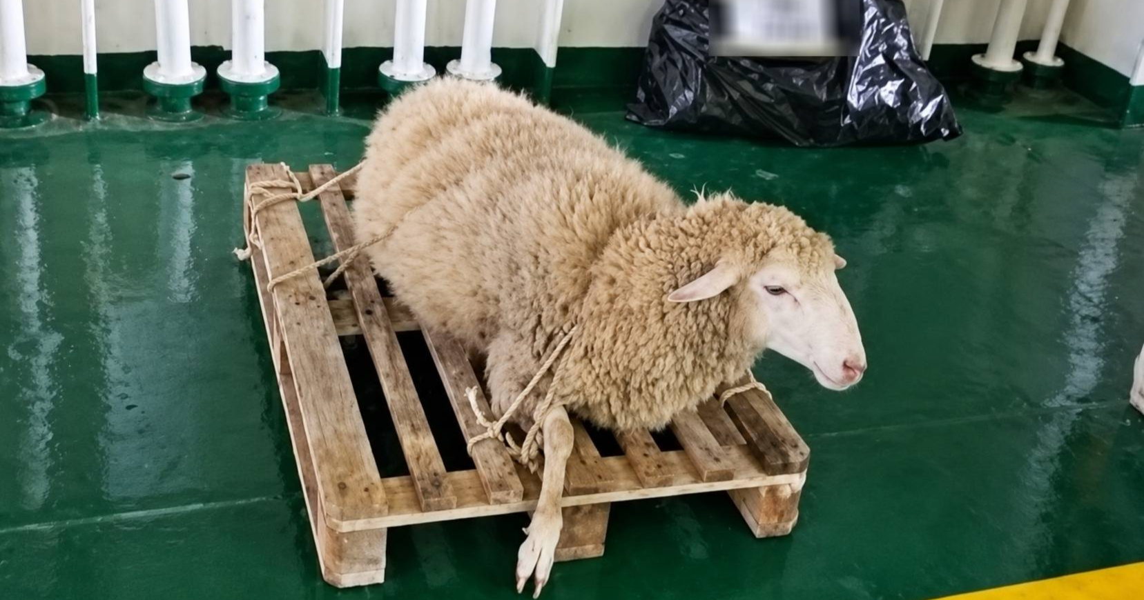 FOTO Ovcu na Jadrolinijinom trajektu vezali za drvenu paletu