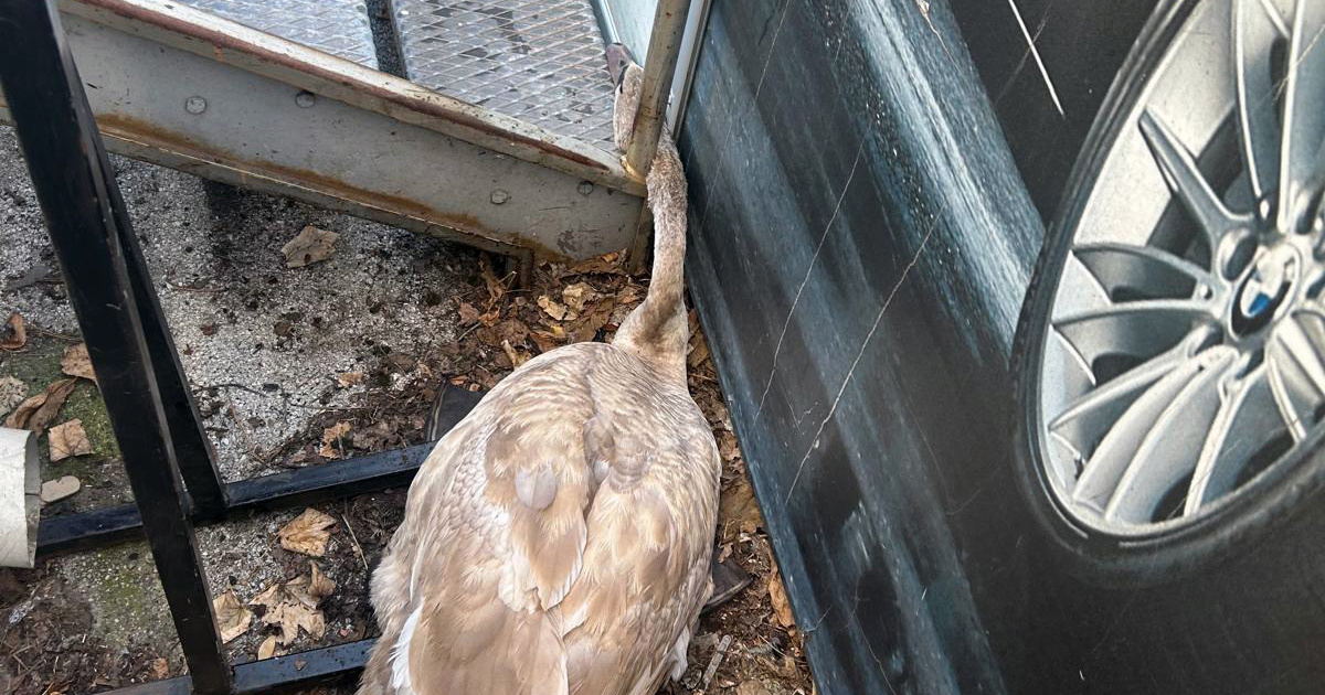 Mladi labud upao u nevolju u Zagrebu, spasio ga djelatnik Zoološkog vrta