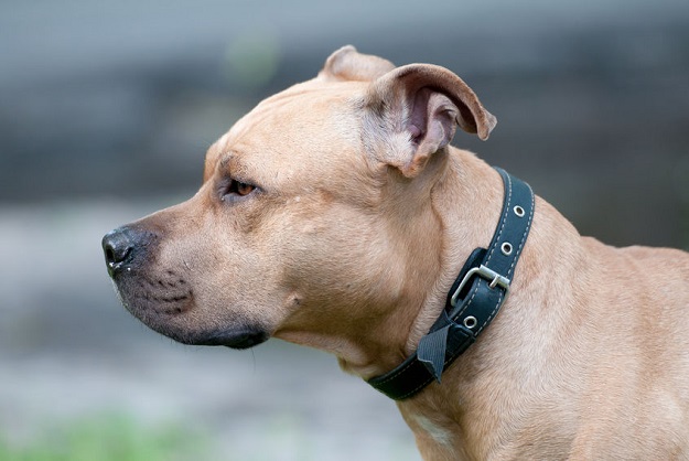 je staffordshire bull terijer opasan pas