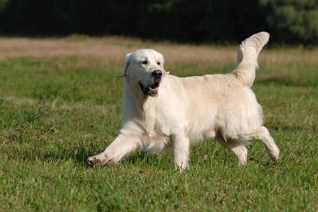 koja pasmina je bolja labrador ili zlatni retriver